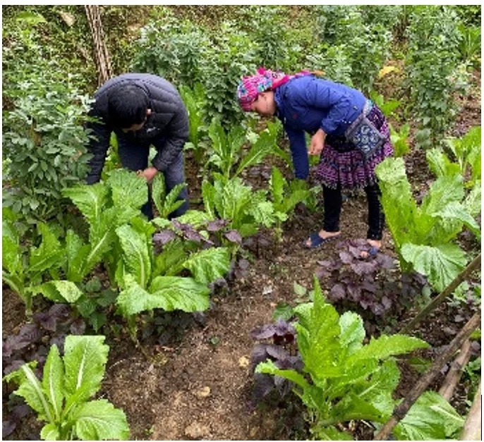 Agroecology for safe school lunch